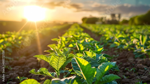 Sun-Powered Fields: The Future of Agrivoltaics