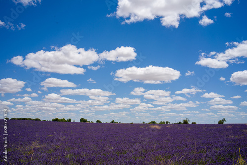 Landscape purple garden