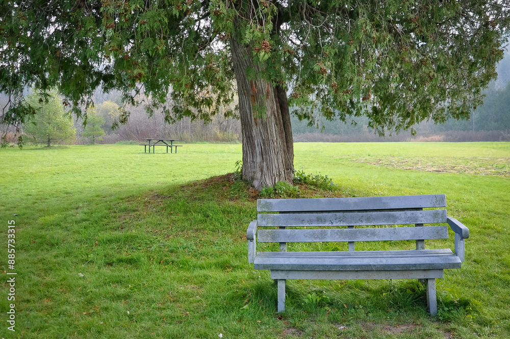 Bench in the park with tree in the background Bench in the park with tree in the background