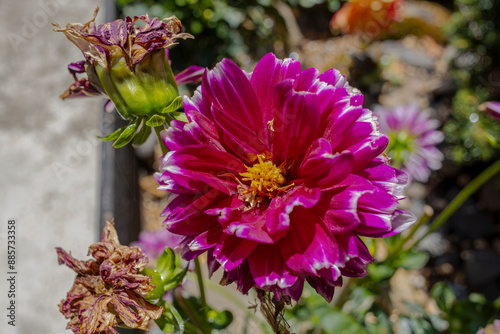 Magenta Dahlia in the Garden - Troutdale photo