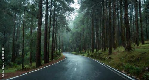 asphalt road in the middle of a dense, quiet pine forest