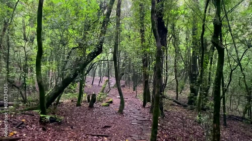 Mawphlang Sacred forest or lawkyntang is an ancient forest preserved by the local khasi people near shillong meghalaya green mossy forest in India. photo