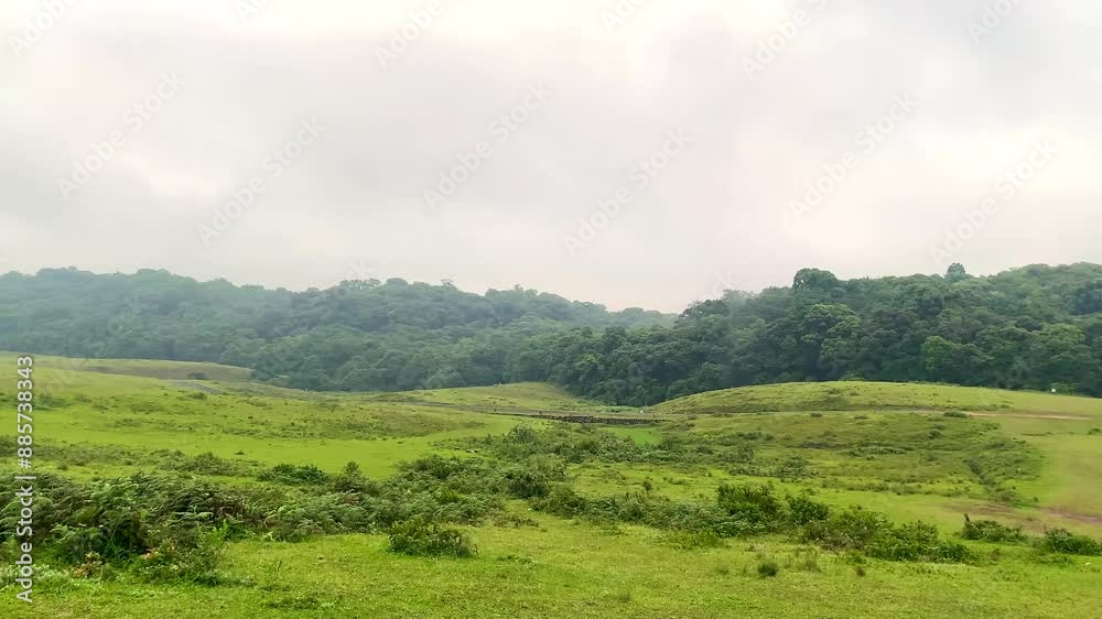 Mawphlang Sacred forest or lawkyntang is an ancient forest preserved by the local khasi people near shillong meghalaya green mossy forest in India. Mawphlang Sacred forest or lawkyntang is an ancient forest preserved by the local khasi people near shillong meghalaya green mossy forest in India.