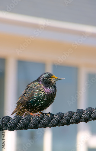 Obraz na płótnie bird on a fence w salonie
