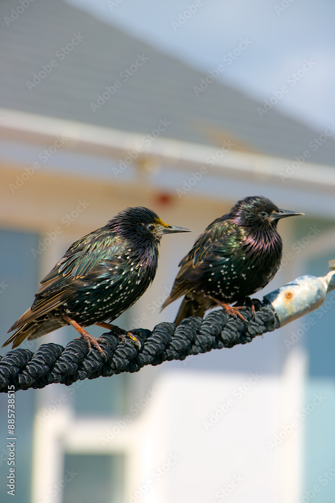Eurasian Starling