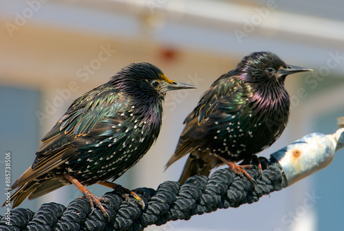 common starling bird