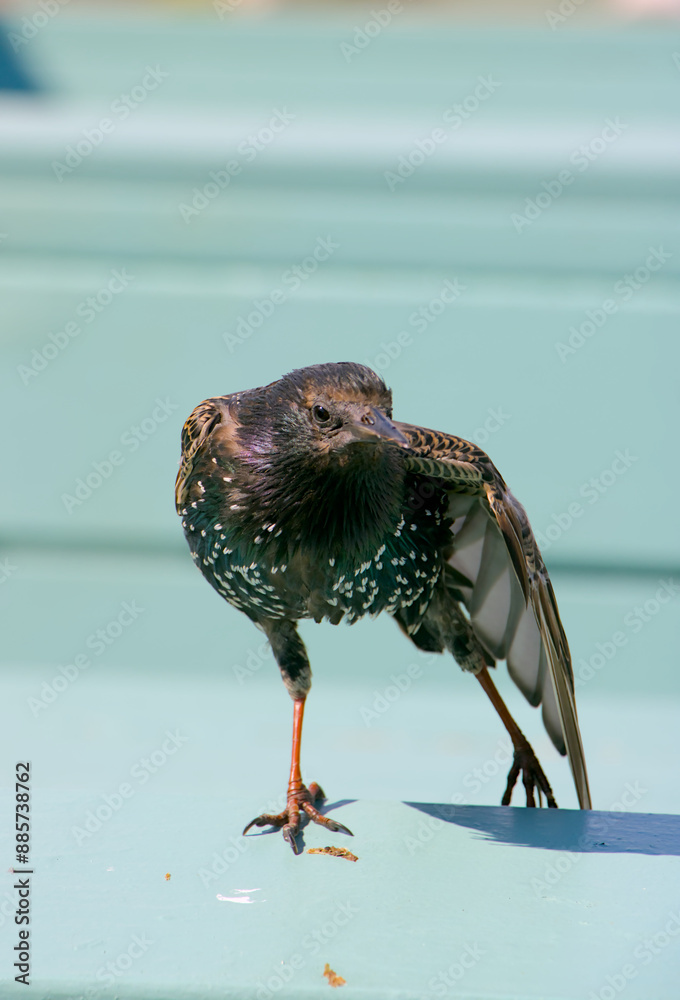 Eurasian Starling
