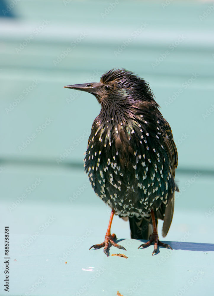 Eurasian Starling