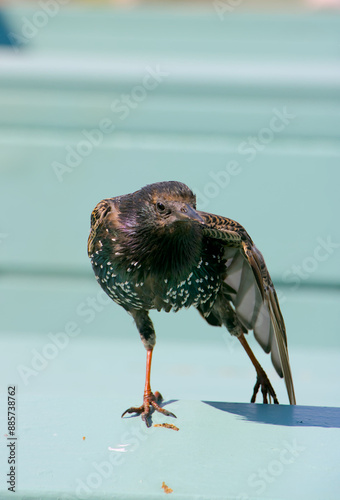 Obraz na płótnie Eurasian Starling w salonie