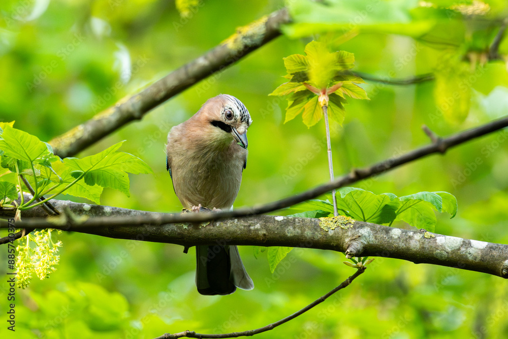 Neugieriger Eichelhäher sitzt in einem Baum Neugieriger Eichelhäher sitzt in einem Baum