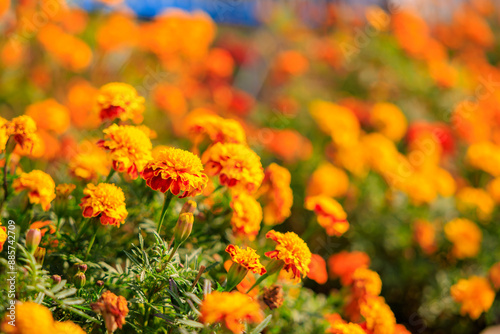 A field of orange flowers with a blue sky in the background