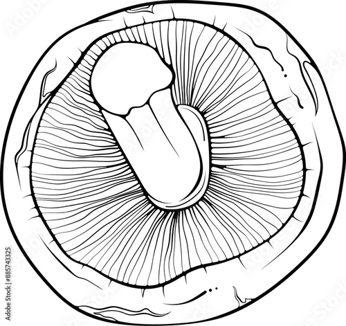 Lying shiitake mushroom. Asian raw edible forest fungi top view. Vector illustration in hand drawn sketch doodle style. Line art graphic vegetarian food isolated on white for coloring book, print