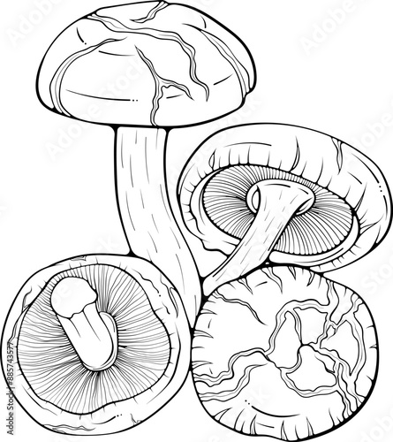 Composition with shiitake mushrooms. Asian raw edible forest fungi. Vector illustration in hand drawn sketch doodle style. Line art graphic organic vegetarian food isolated on white for coloring book