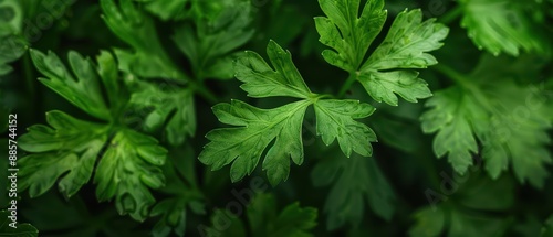 A supernatural scene where parsley grows in enchanted gardens, its vibrant green leaves radiating with an aura of renewal and magical vitality