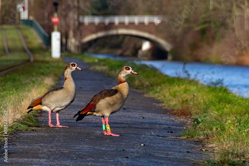 A family of wild egyptian geese on asphalted footpath. Wild nature in the city. Beautiful birds walking on green grass near river. Birds with paw markings