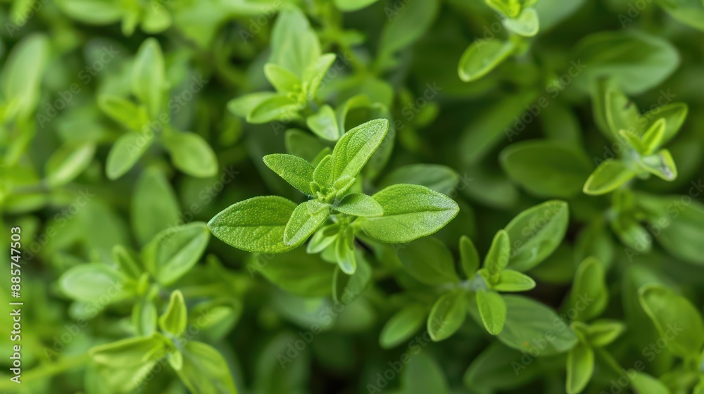 In a supernatural scene, thyme grows in mystical patterns, its tiny leaves holding timeless secrets and spells of longevity and strength In a supernatural scene, thyme grows in mystical patterns, its tiny leaves holding timeless secrets and spells of longevity and strength