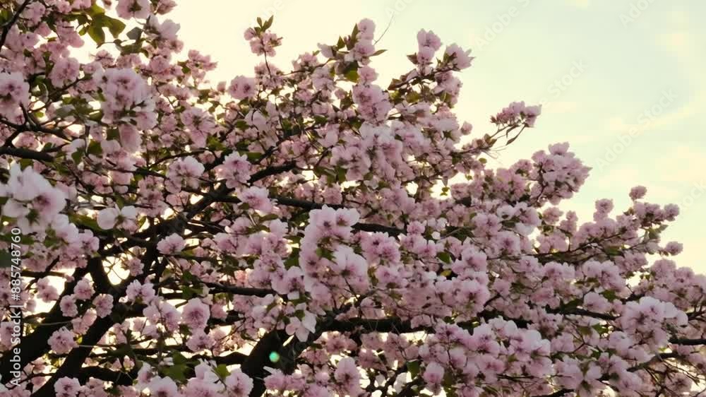 Pink Cherry Blossoms in Bloom Generative AI Pink Cherry Blossoms in Bloom Generative AI