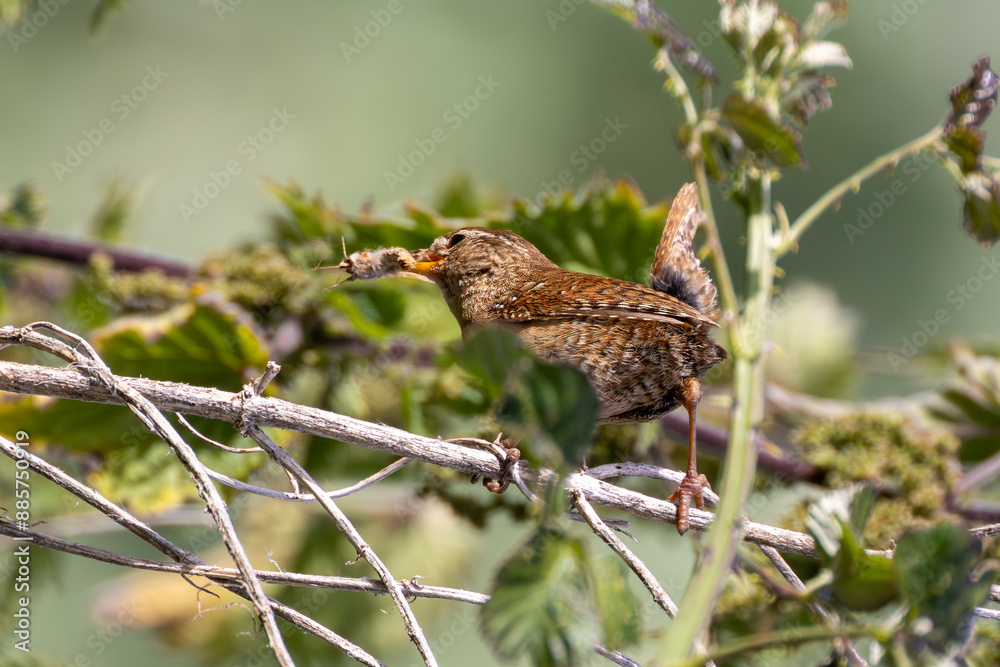 Wren (Troglodytes troglodytes) Spotted in Turvey Nature Reserve, Dublin, Ireland Wren (Troglodytes troglodytes) Spotted in Turvey Nature Reserve, Dublin, Ireland