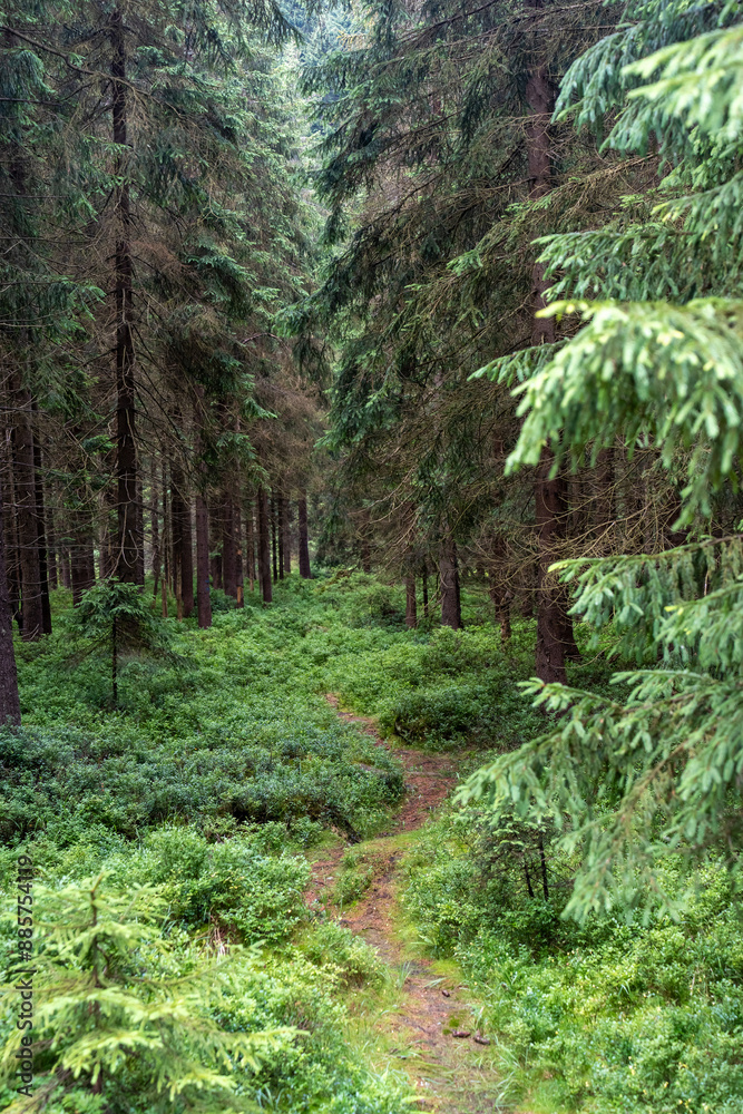 Obraz premium Mysterious path full of roots in the middle of wooden coniferous forrest, surrounded by green bushes and leaves and ferns found. High quality photo