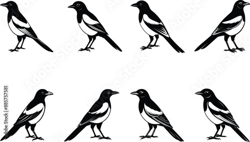 Magpie silhouette on white background, Vector illustration photo