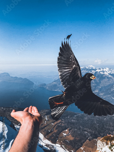 Alpendole vor Ausblick vom Niederbauen über dem Vierwaldstättersee photo