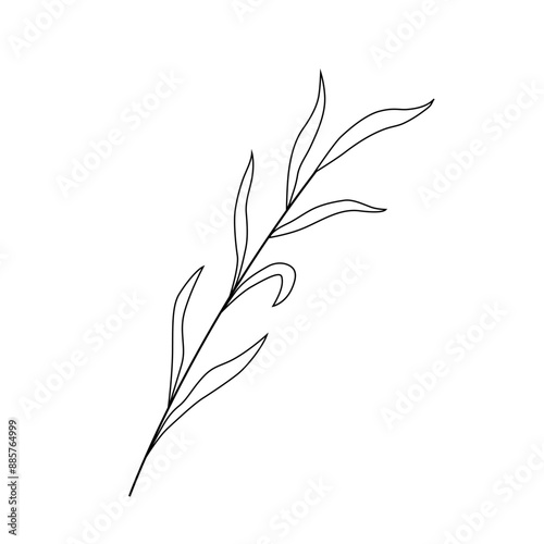 Black and white silhouette of seaweed. Ocean plants, underwater flora and fauna. Monochrome outline drawing. Vector illustration. Clipart for coloring pages, design, cards, packaging, labels, printing