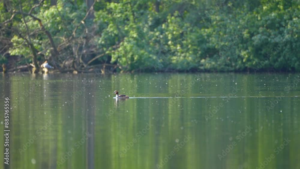 great crested grebe on the river great crested grebe on the river