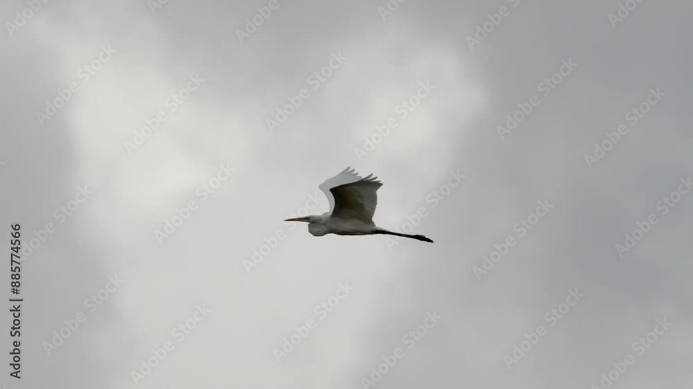 Great Egret (Ardea alba) Flying Against Cloudy Sky Great Egret (Ardea alba) Flying Against Cloudy Sky