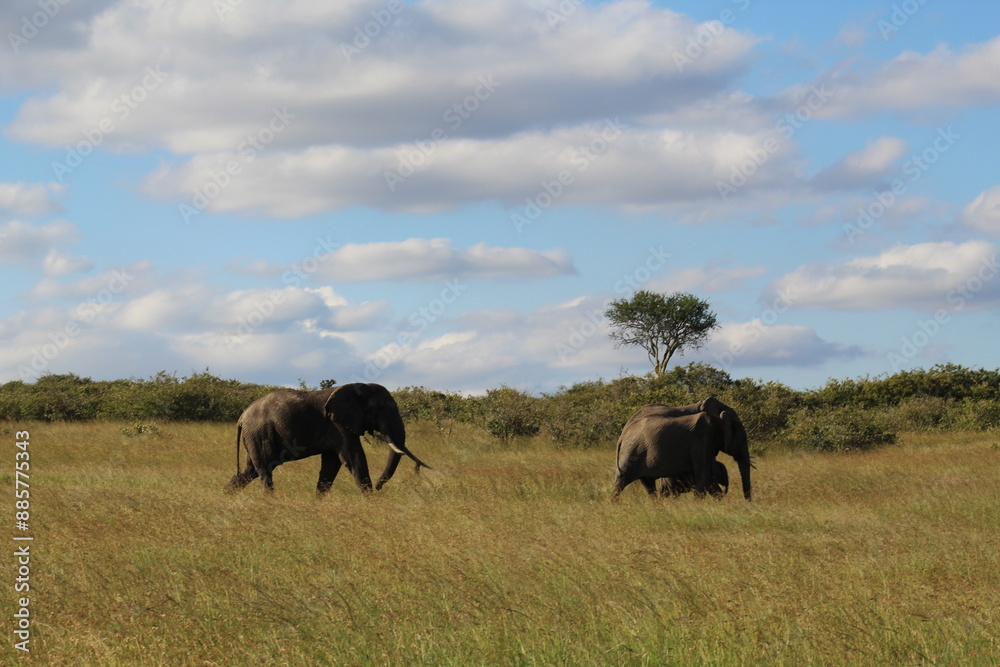 Obraz premium Herd of Elephants