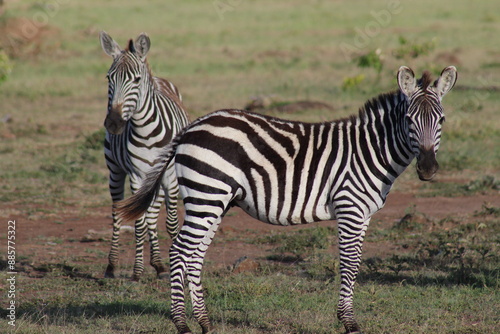 Two Zebras