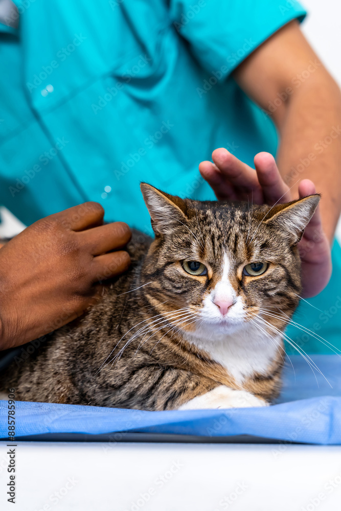 Naklejka premium Close up of human hands stroking a cat