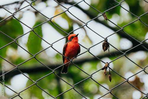 A vibrant Vermilion Flycatcher, perched on a wire fence with a blurred green background photo