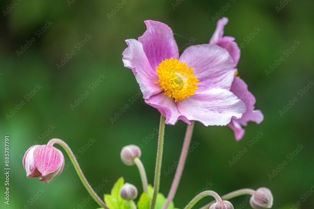 Fototapeta premium Herbstanemone (Anemone hupehensis)