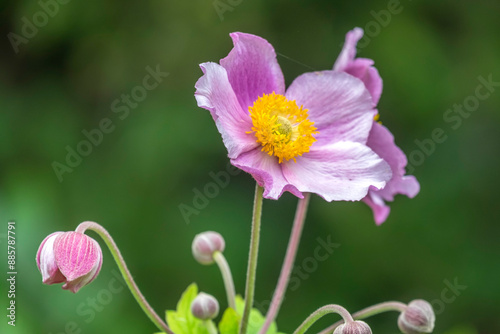 Herbstanemone (Anemone hupehensis) photo