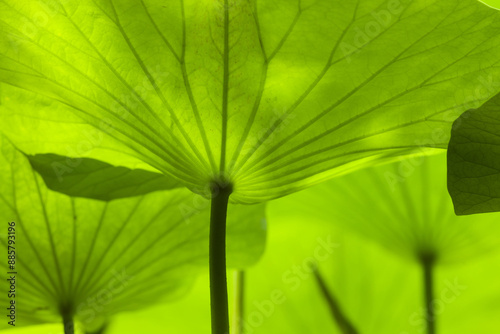 Low angle and summer view of green lotus leaves with stem on the pond of Semiwon Lotus Museum at Yangsu-ri of Yangpyeong-gun, South Korea
 photo