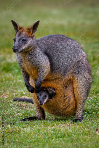 Swamp wallaby (Wallabia bicolor)