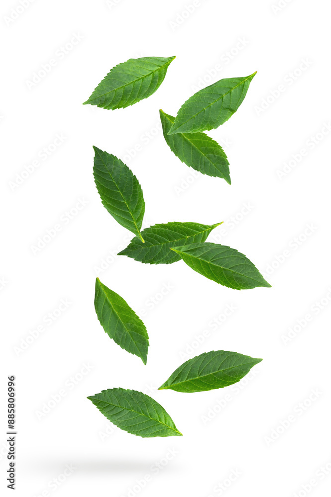 Fototapeta premium Falling green leaves isolated on white background