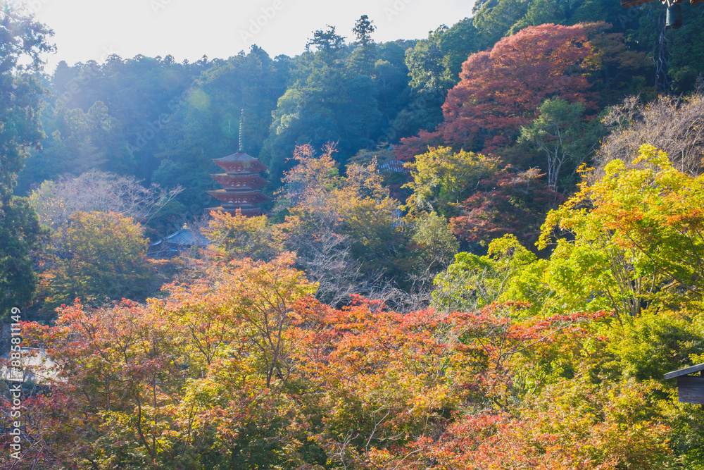 Historic temples and shrines that herald the arrival of autumn【Hase-dera Temple】 Historic temples and shrines that herald the arrival of autumn【Hase-dera Temple】