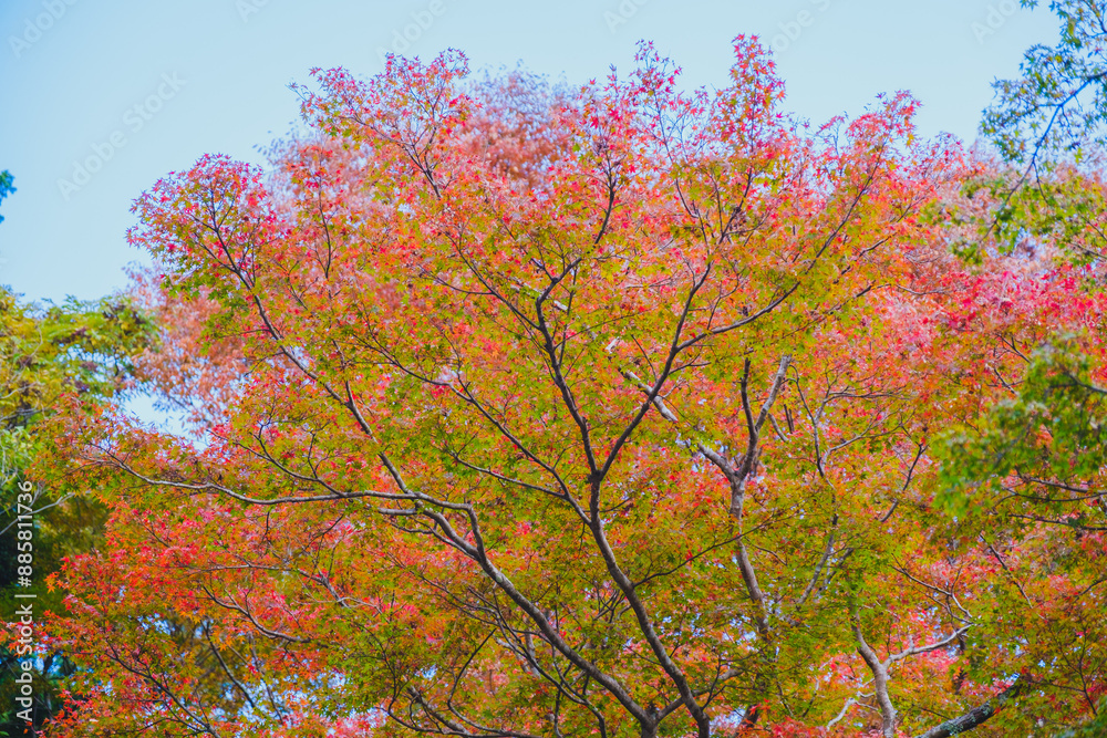 Historic temples and shrines that herald the arrival of autumn【Hase-dera Temple】 Historic temples and shrines that herald the arrival of autumn【Hase-dera Temple】