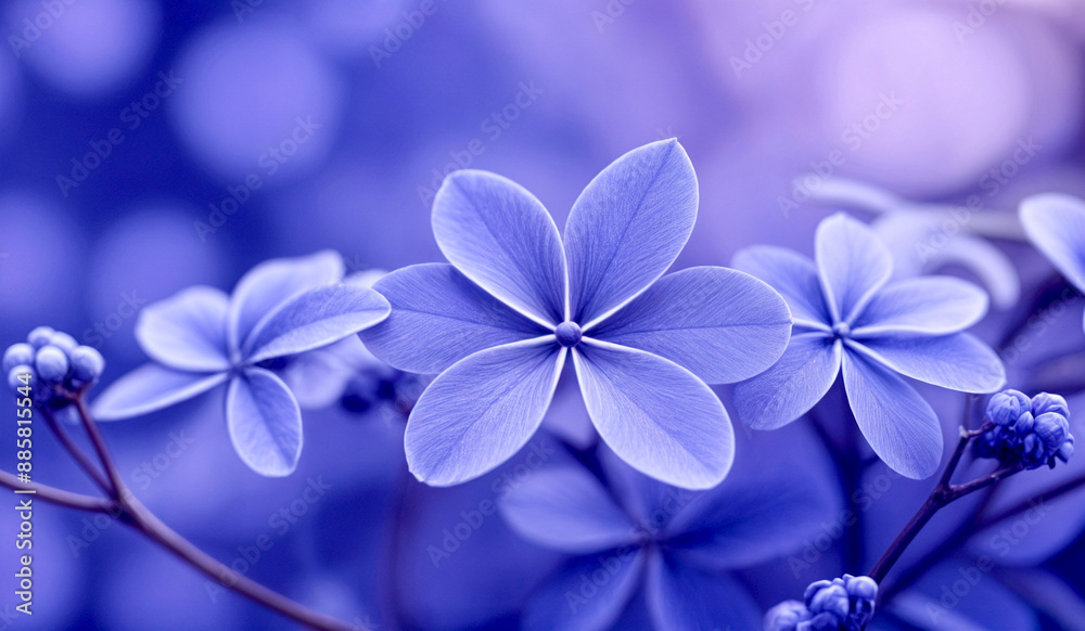 forget me not forget me not