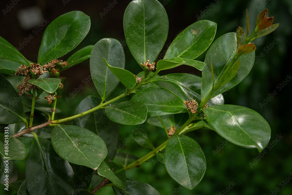 Dry strawberry tree flower and green leaves. Dry strawberry tree flower and green leaves.