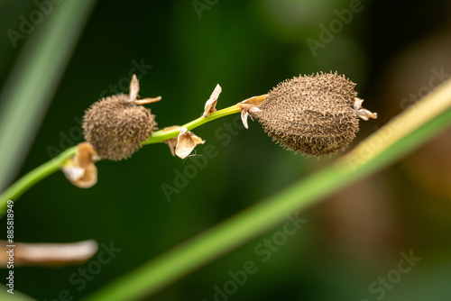 Seeds in a bag from dosna garden. photo