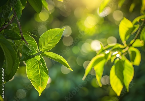 Sunlight Through Green Leaves, Nature Background