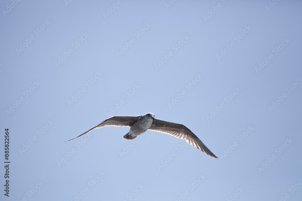 Obraz premium California sea gull in flight, blue sky, Monterey, California