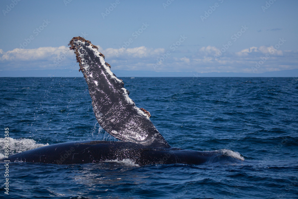 Fototapeta premium Humpback whale pectoral fin, Monterey Bay, California