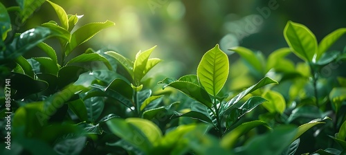 Lush Green Tea Leaves in Fuding Shangyuan Garden photo