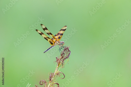Halloween Pennant dragonfly portrait
