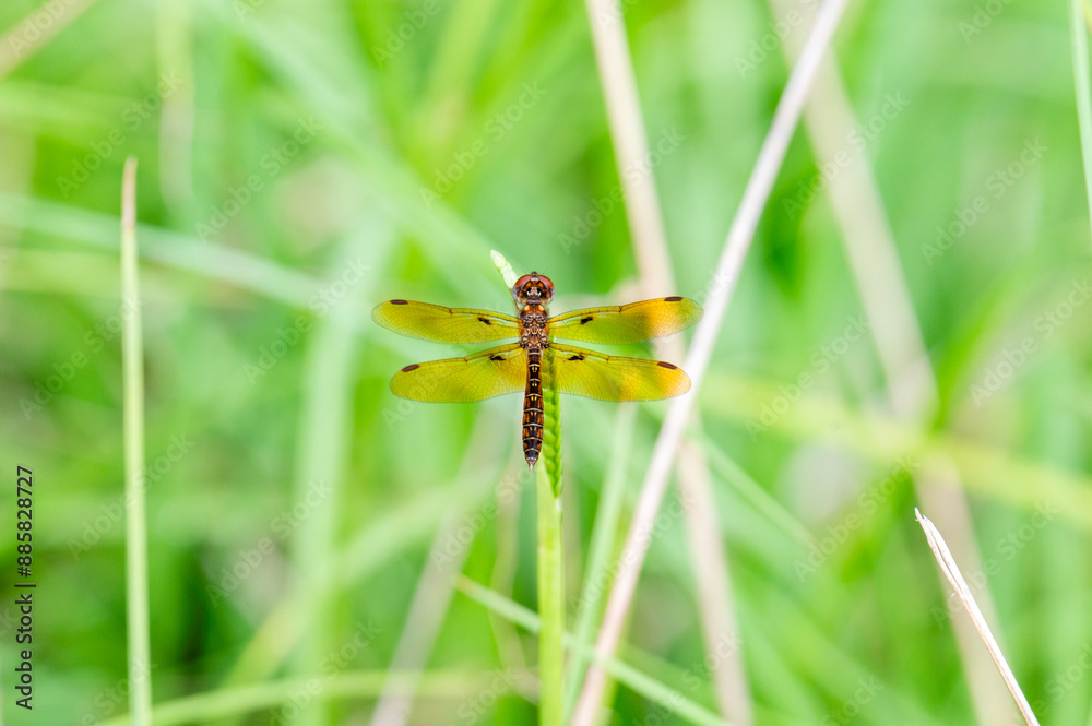 Eastern Amberwing dragonfly dorsal view Eastern Amberwing dragonfly dorsal view
