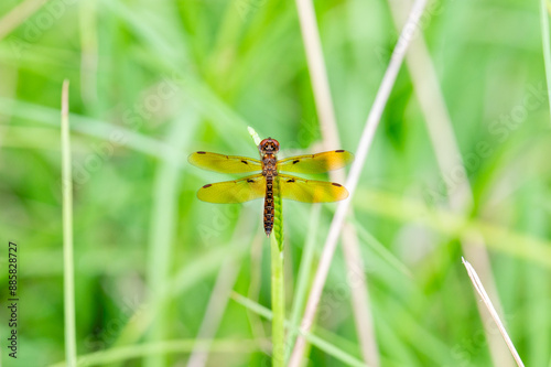 Eastern Amberwing dragonfly dorsal view