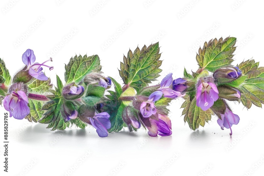 Obraz premium A close-up of a bouquet of purple flowers on a clean white surface, ideal for use in designs and arrangements